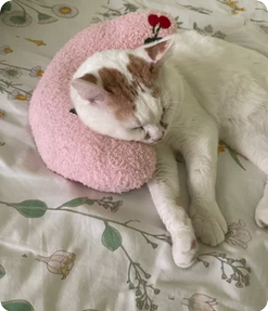 Coussin Apaisant pour animaux | Sérénité et Sommeil Réparateur